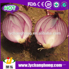 Fornecedor Big Red Onion